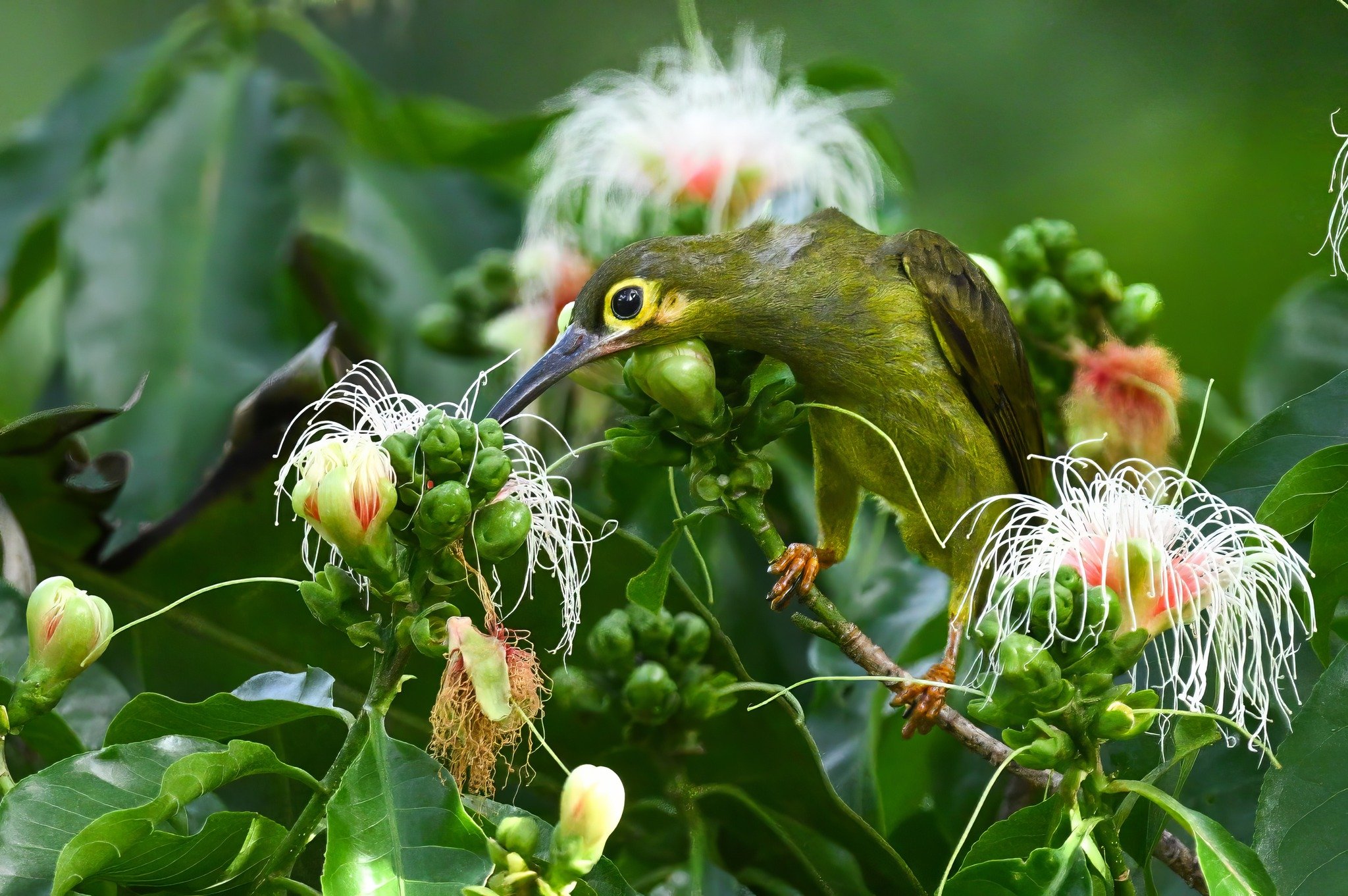 Spiderhunter Bird